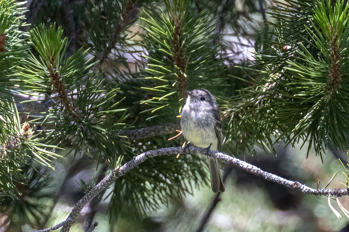 Willow Flycatcher - ML354866001