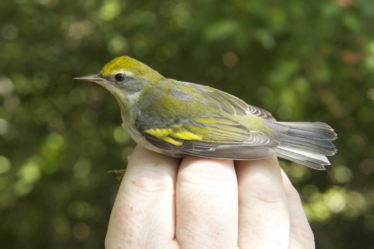 Golden-winged Warbler - ML35486711