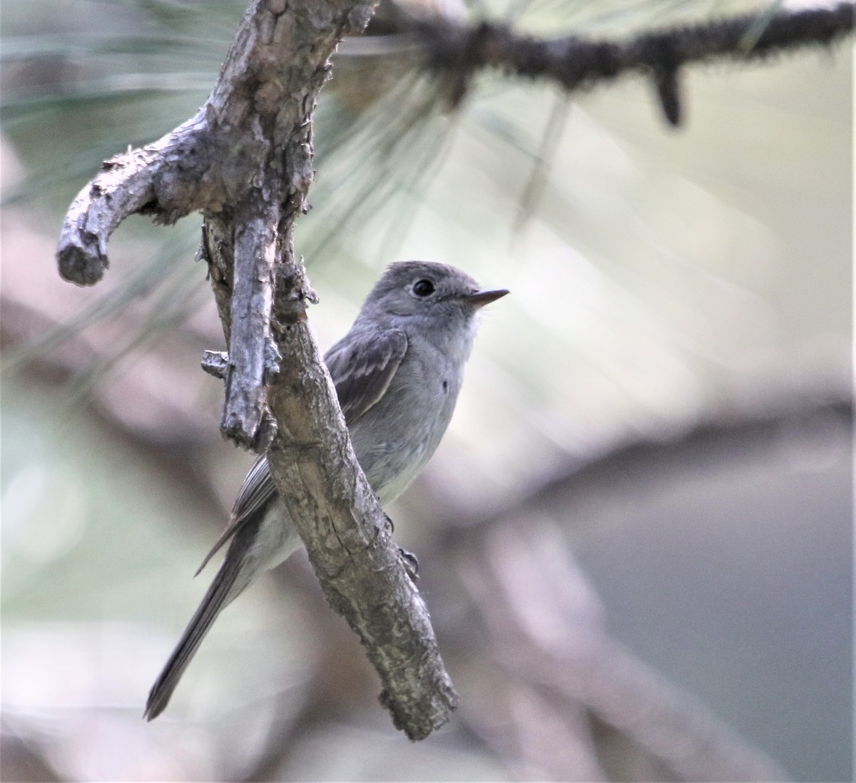 Hammond's Flycatcher - ML354869261