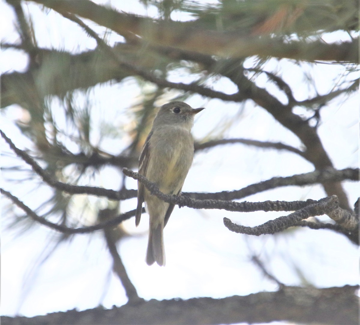 Hammond's Flycatcher - ML354869341