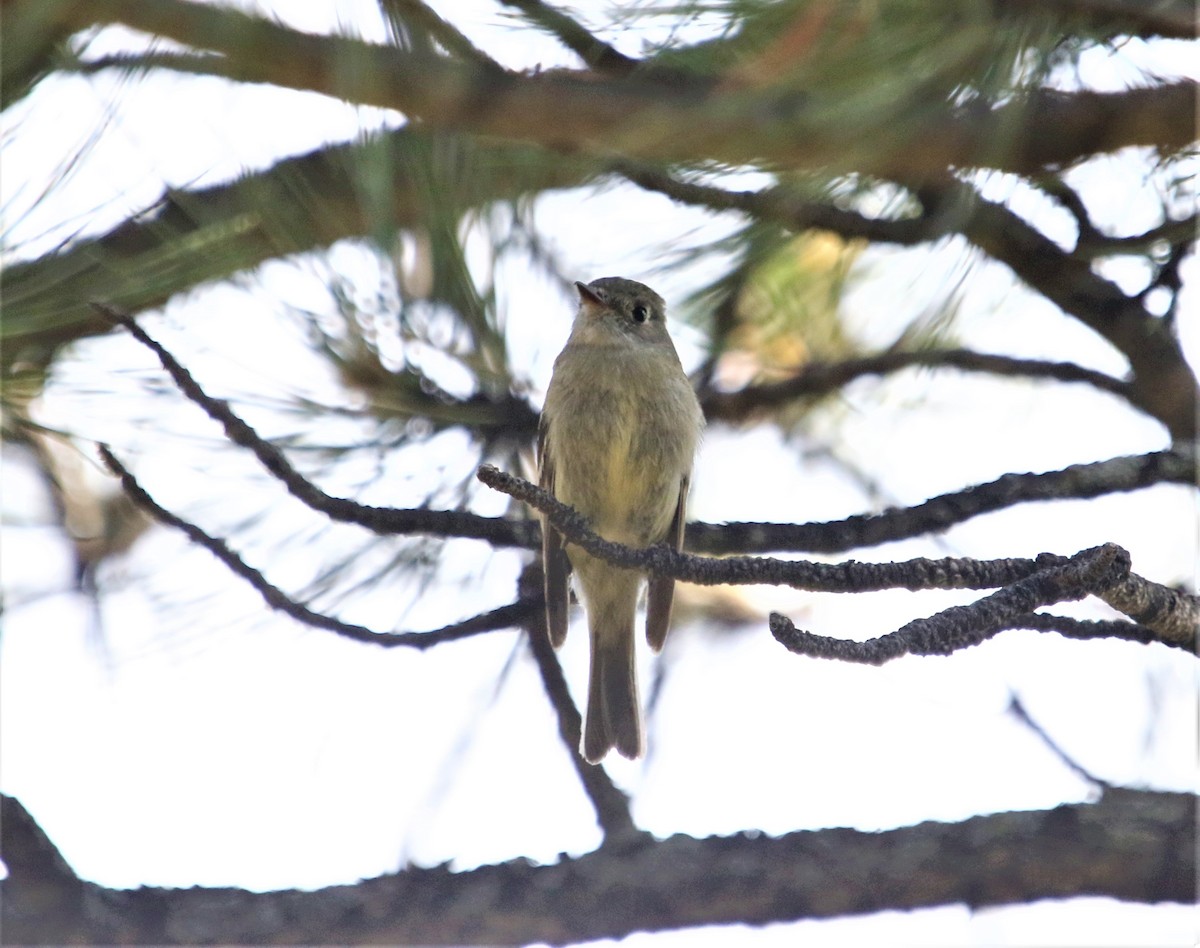 Hammond's Flycatcher - Ann Vaughan