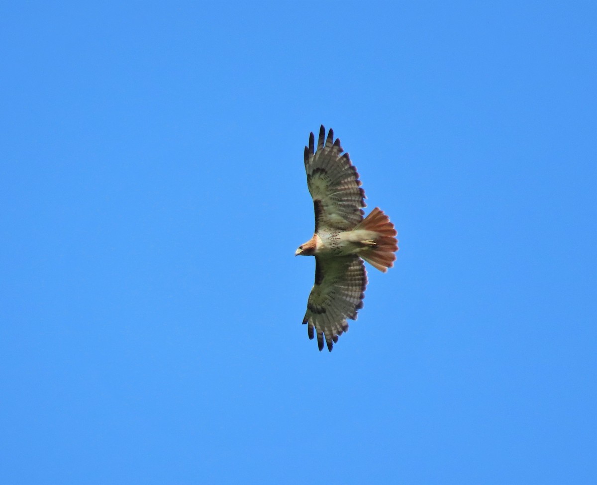 Red-tailed Hawk - Mike  Hudson