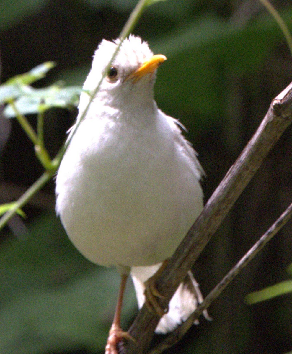 American Robin - ML354870831