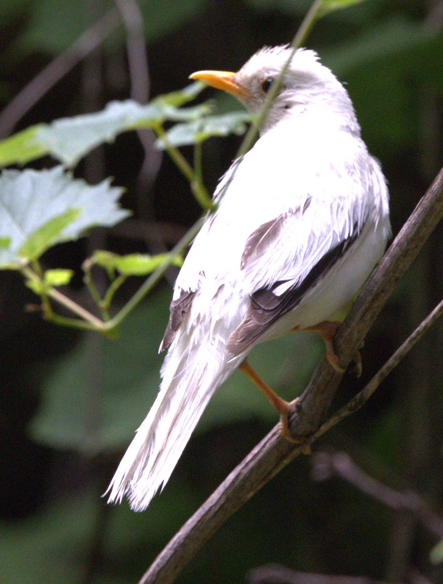 American Robin - ML354870891