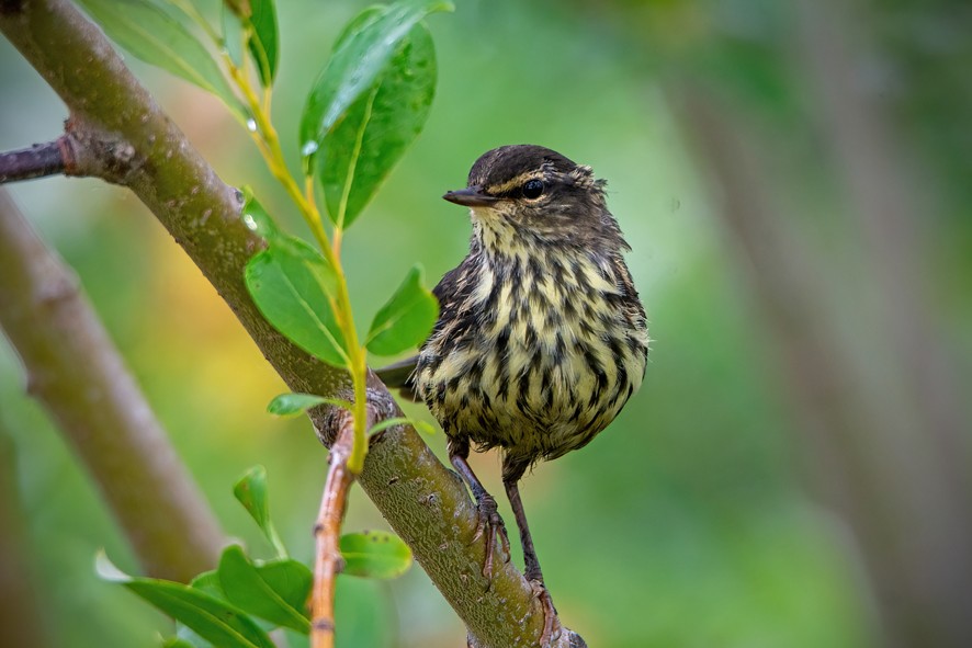 Northern Waterthrush - Clive Keen