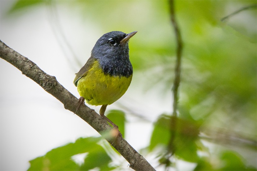 kjerrparula - ML354873091