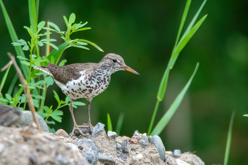 Spotted Sandpiper - Clive Keen