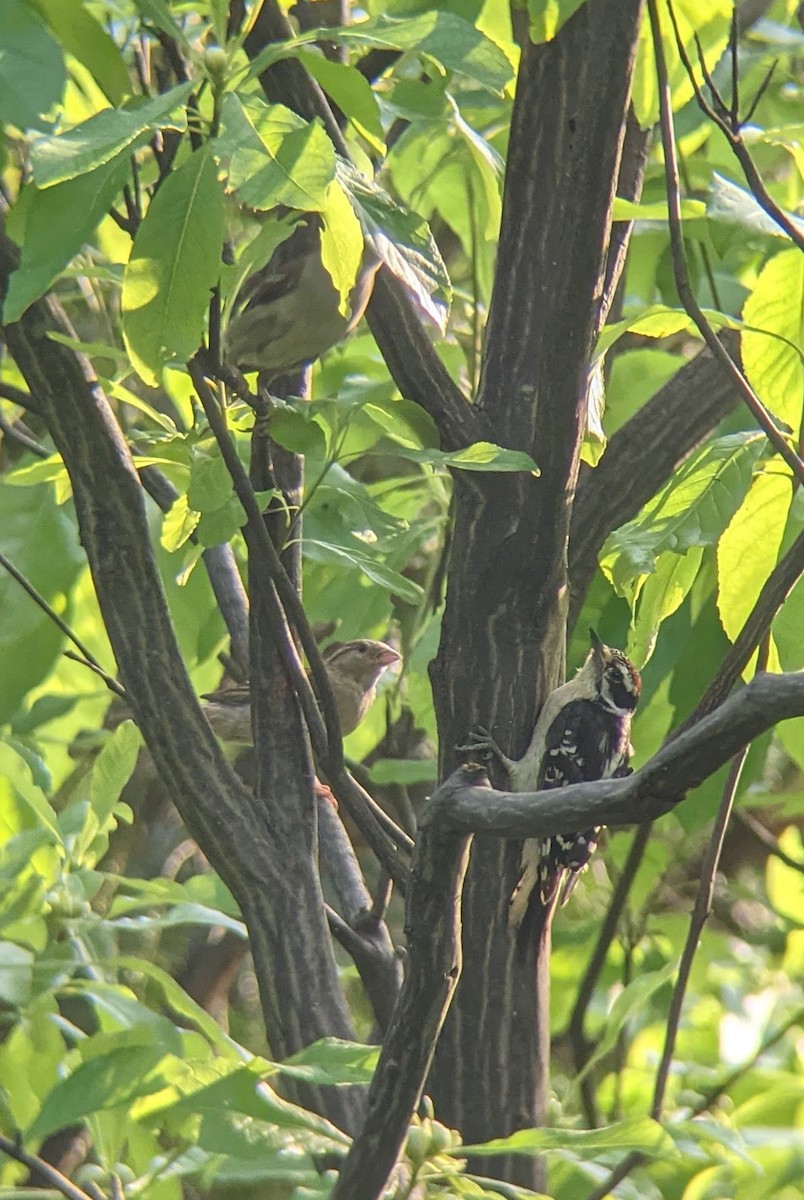 Downy Woodpecker - ML354873891