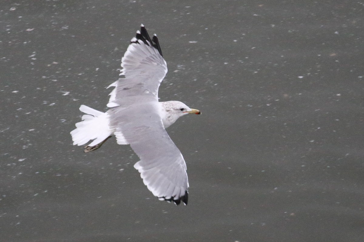 California Gull - ML35487391