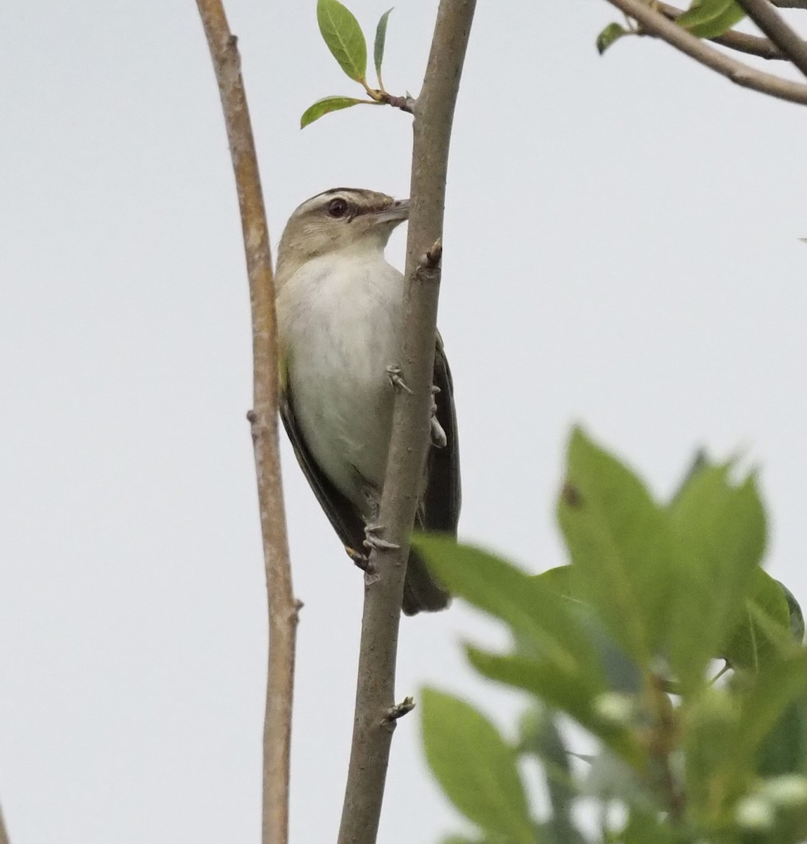 Red-eyed Vireo - Yve Morrell