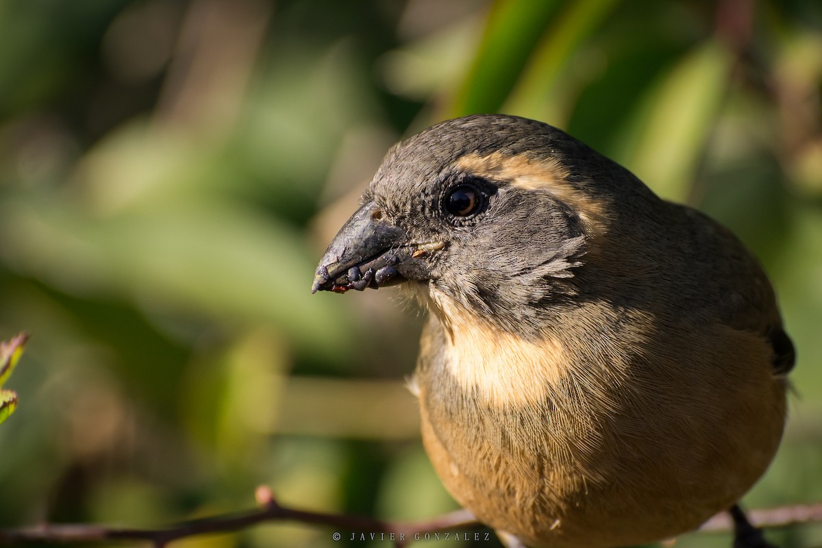 Golden-billed Saltator - ML354874881