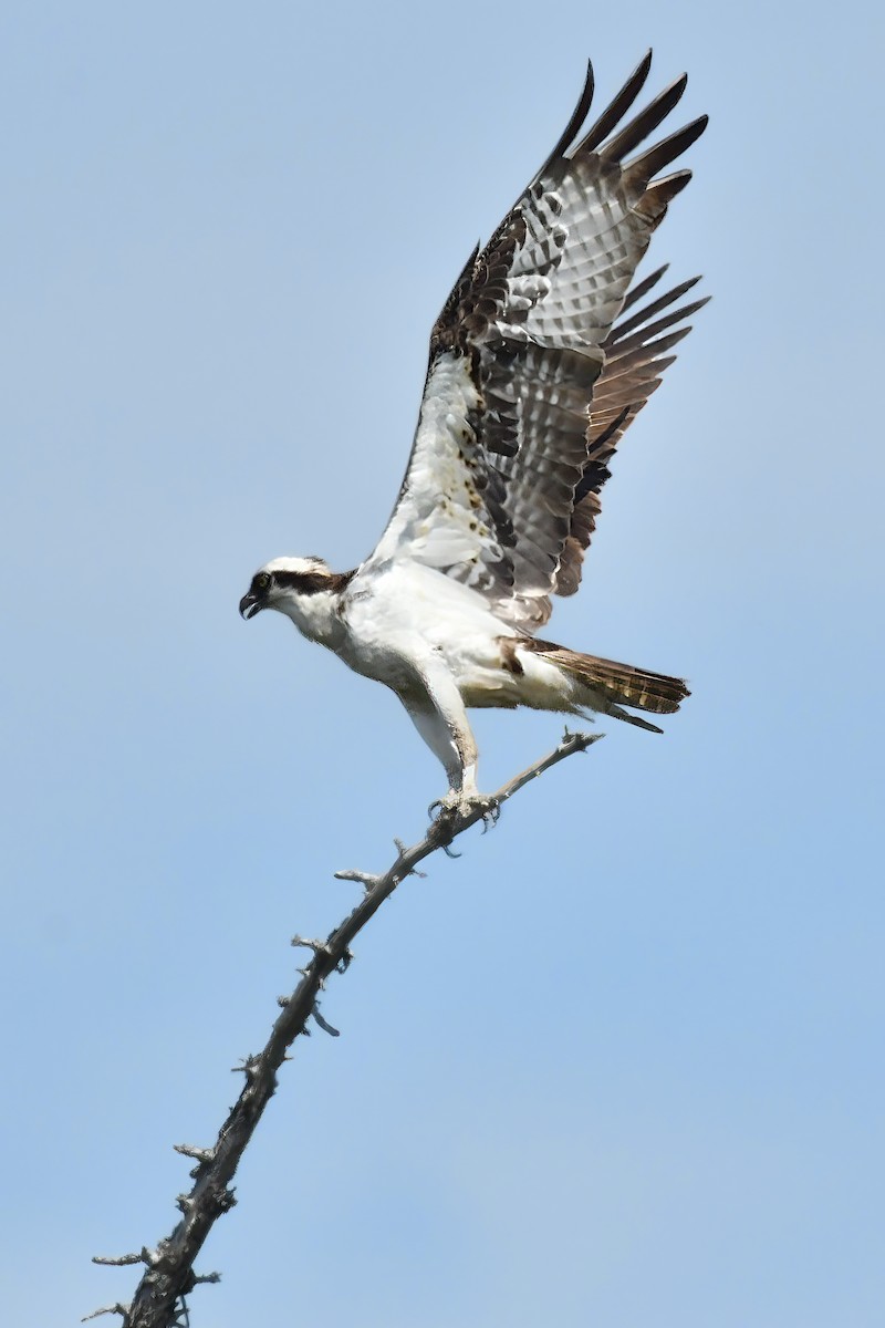 Balbuzard pêcheur - ML354875181