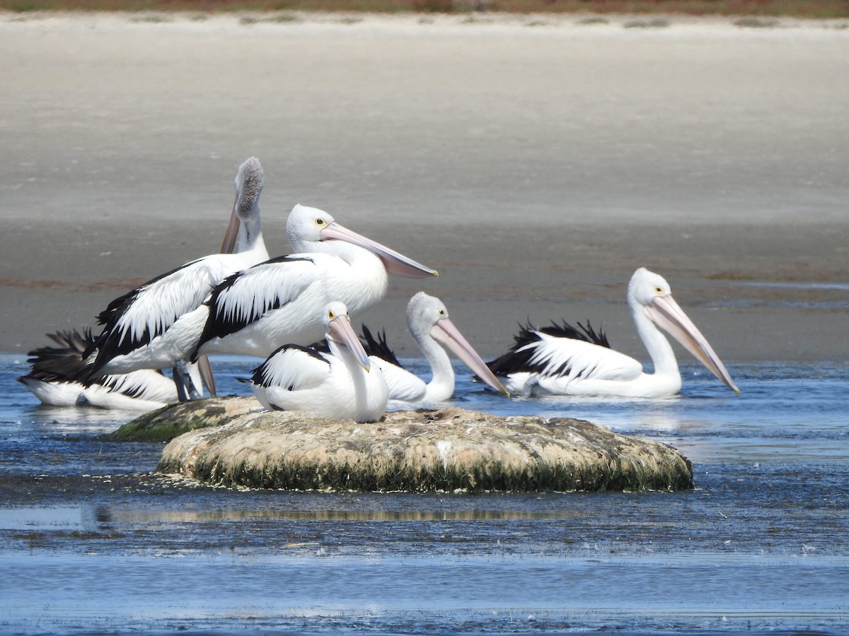 Australian Pelican - ML354876421