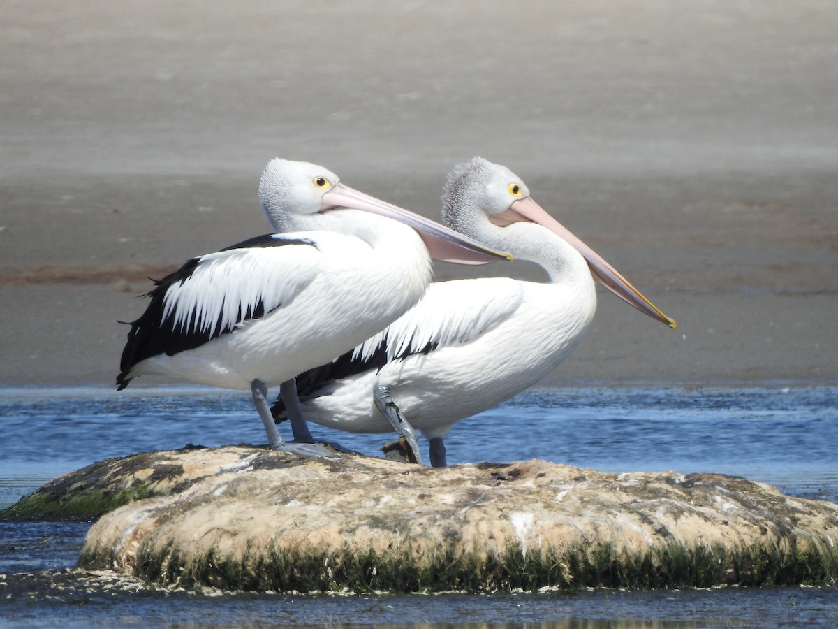 Australian Pelican - ML354876461