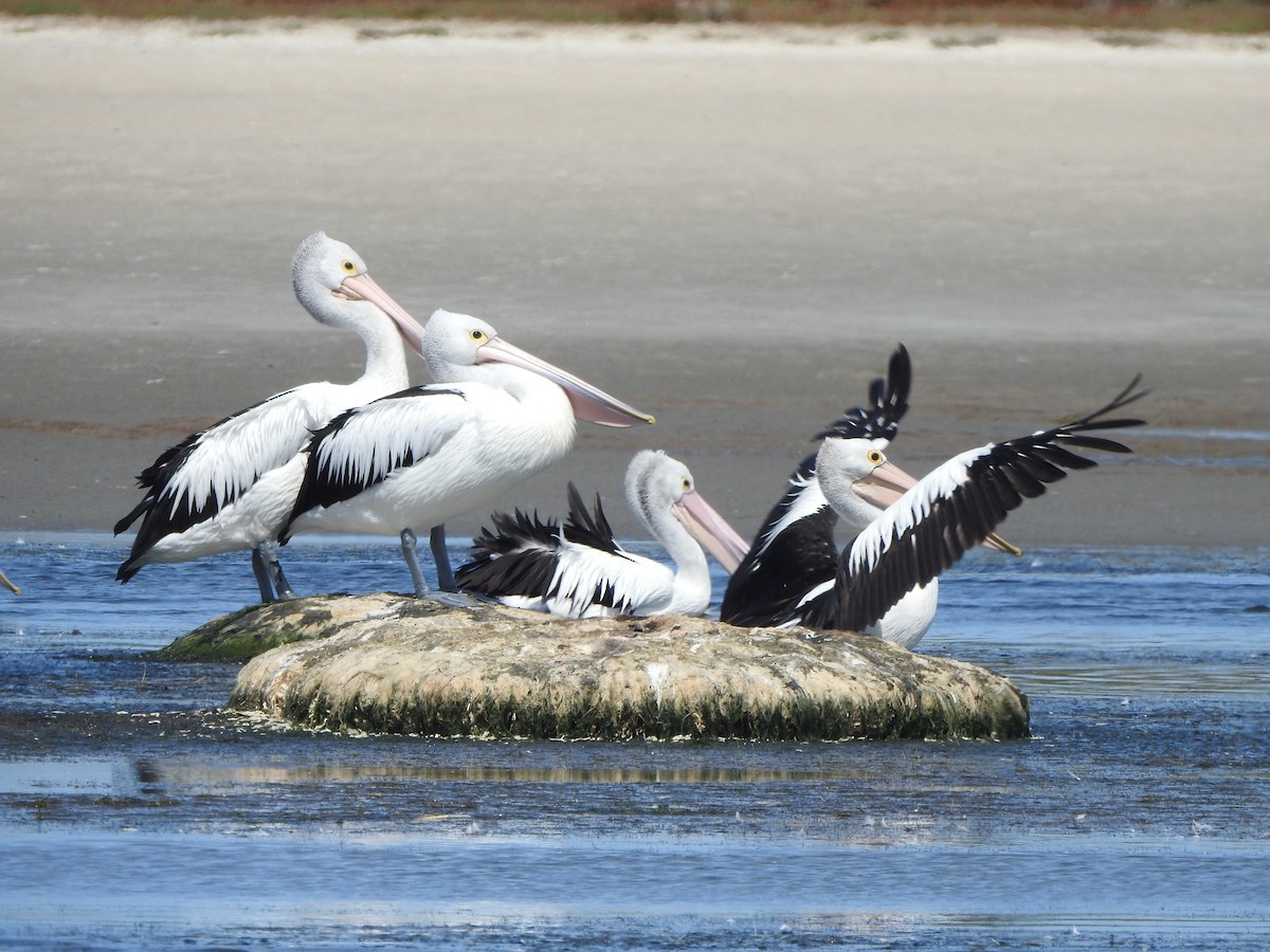 Australian Pelican - ML354876511