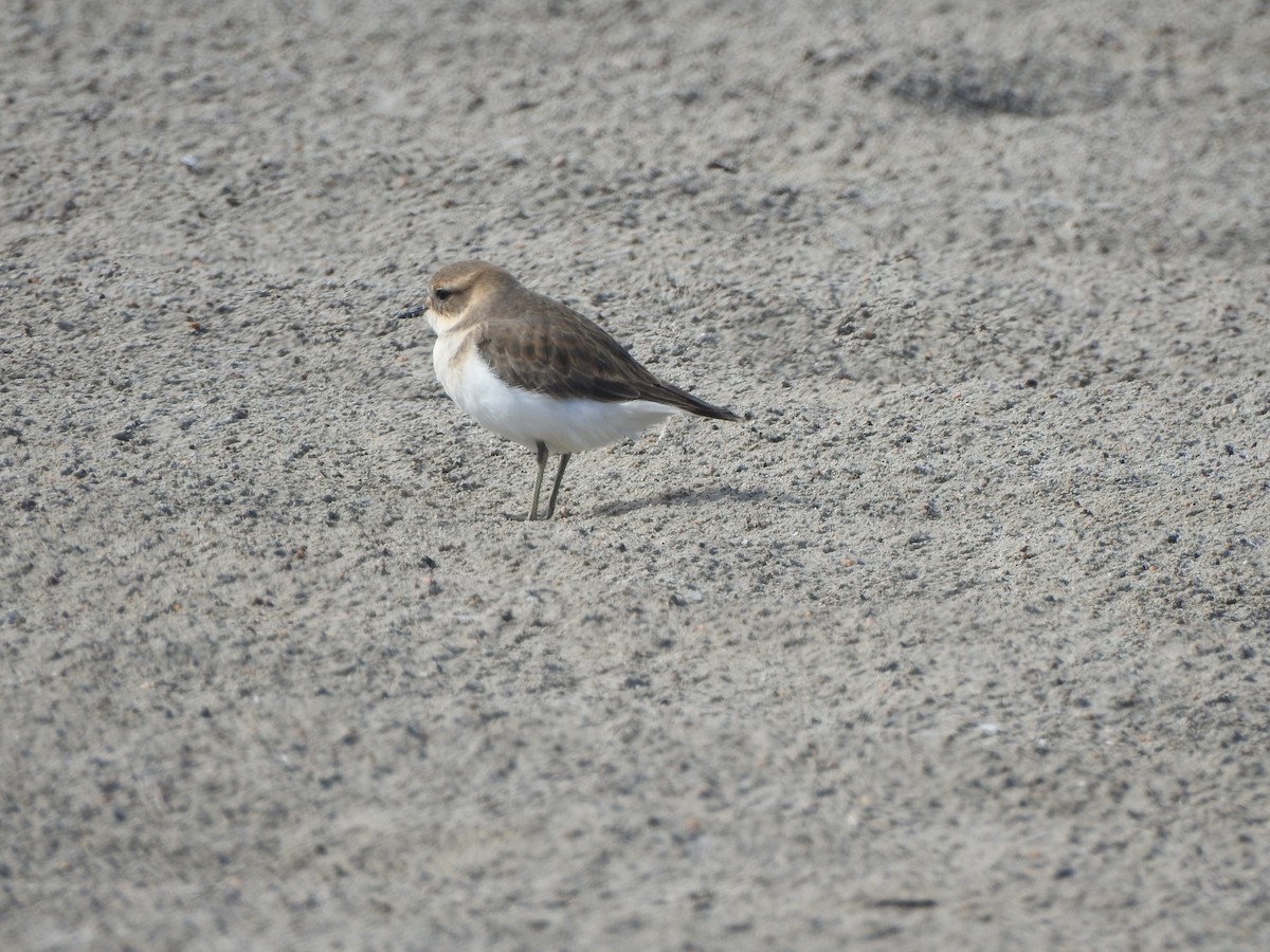 Double-banded Plover - ML354876571