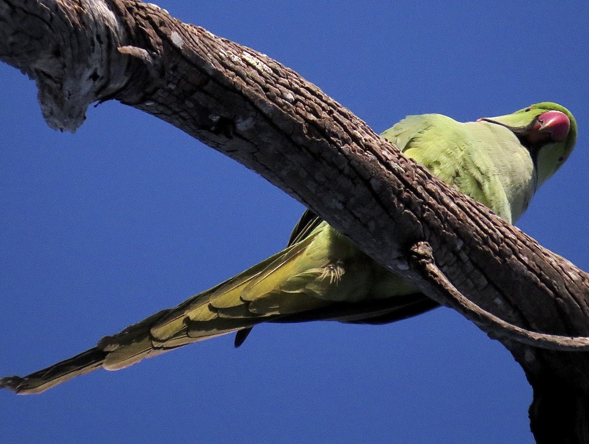 Rose-ringed Parakeet - ML354876901