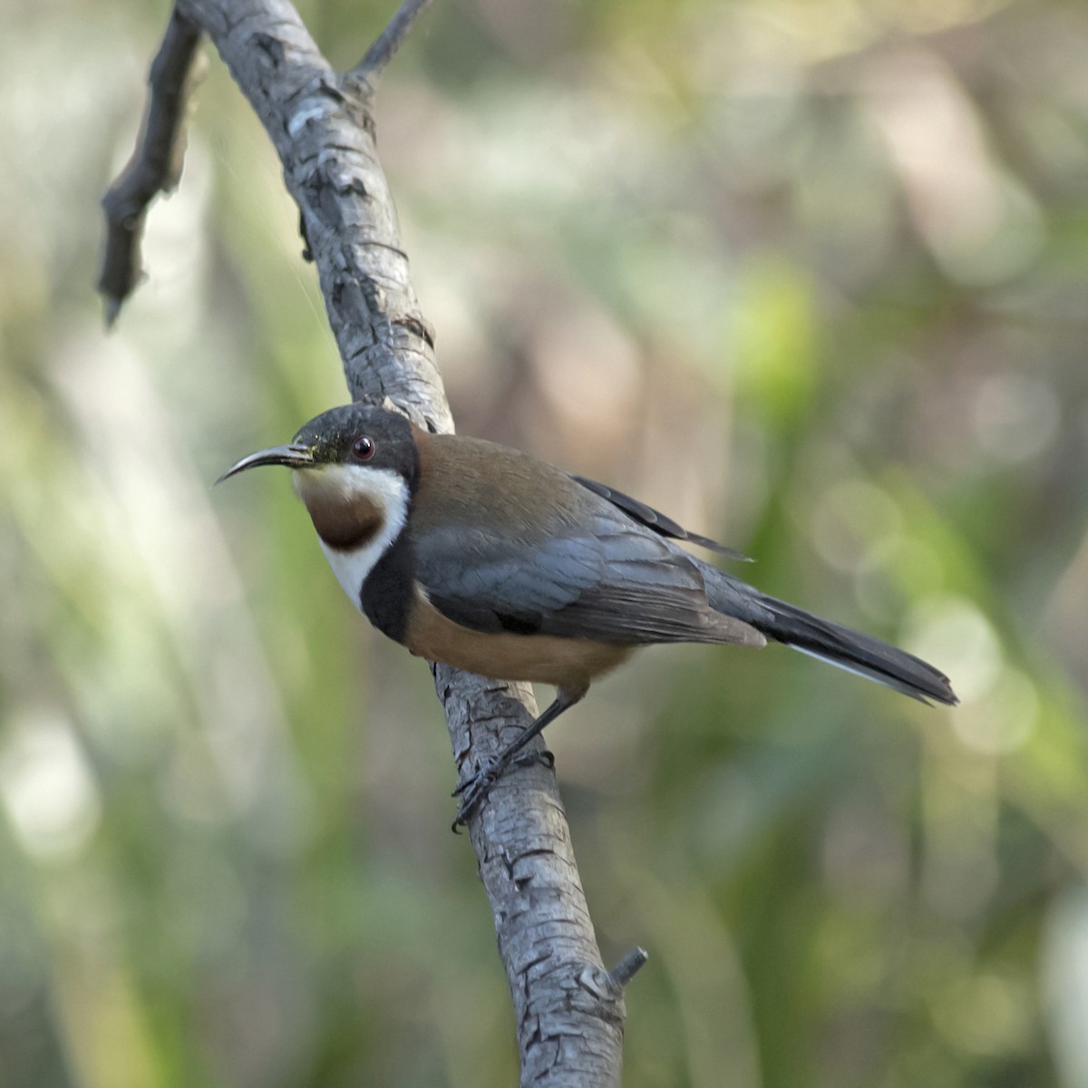 Eastern Spinebill - Dan Forster