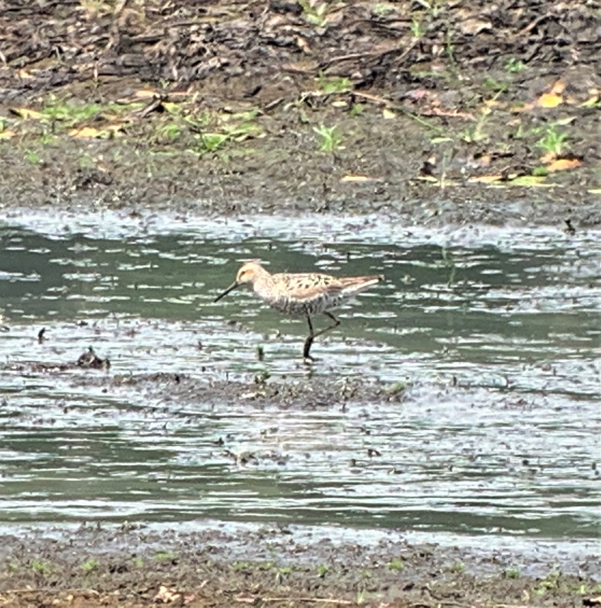 Stilt Sandpiper - ML354878401