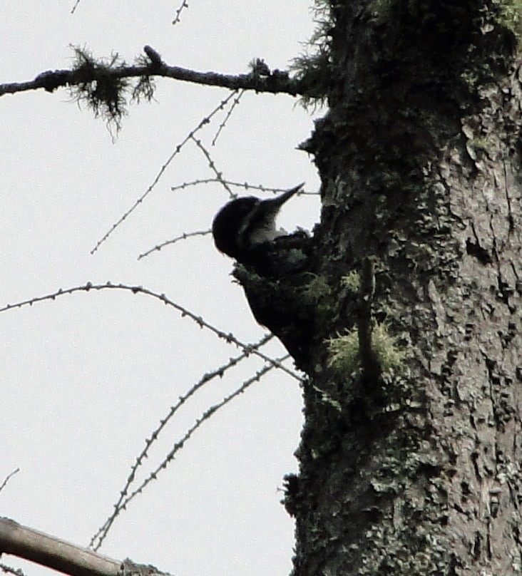 Black-backed Woodpecker - ML354878591