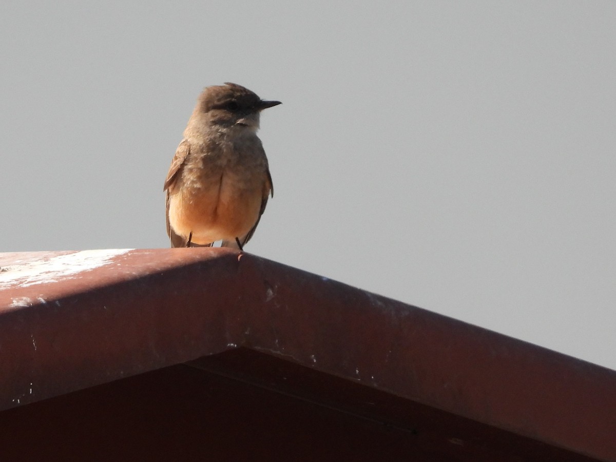 Say's Phoebe - ML354878841