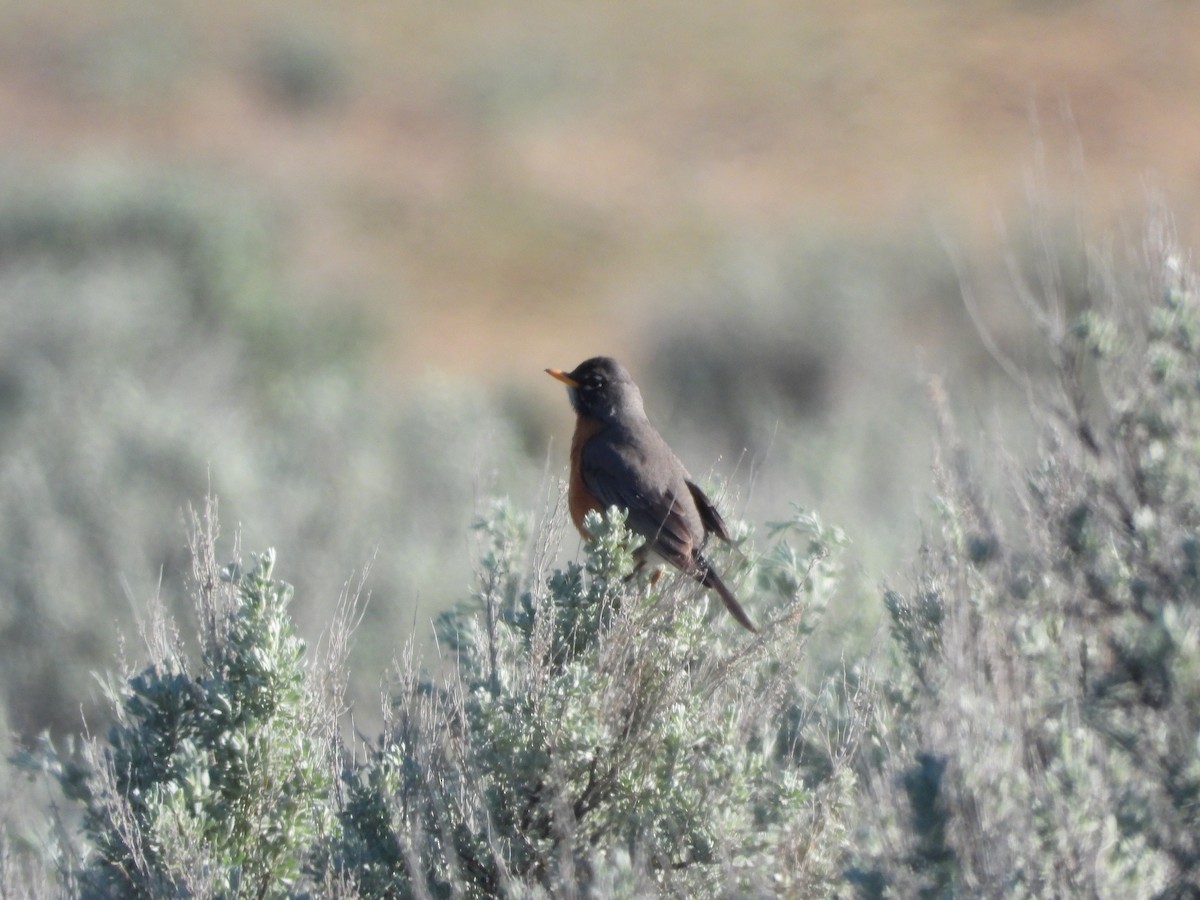 American Robin - ML354878971