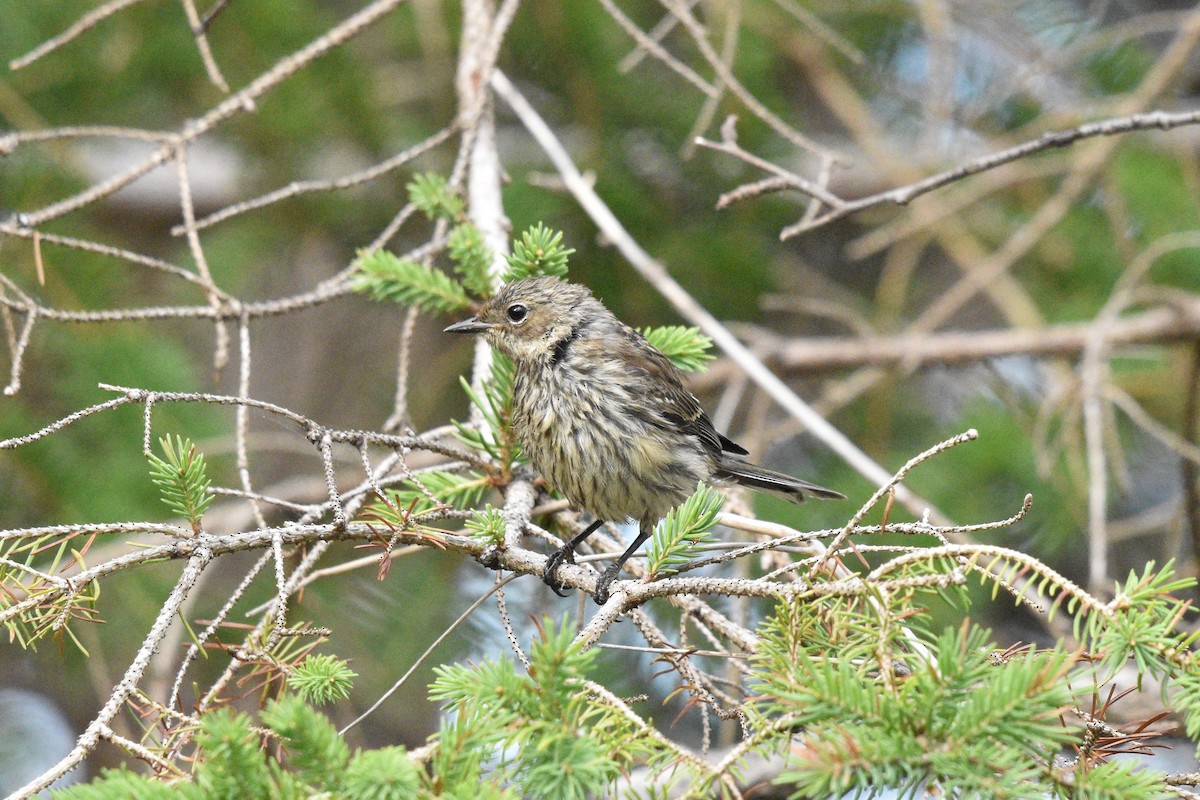 lesňáček žlutoskvrnný (ssp. coronata) - ML354879601