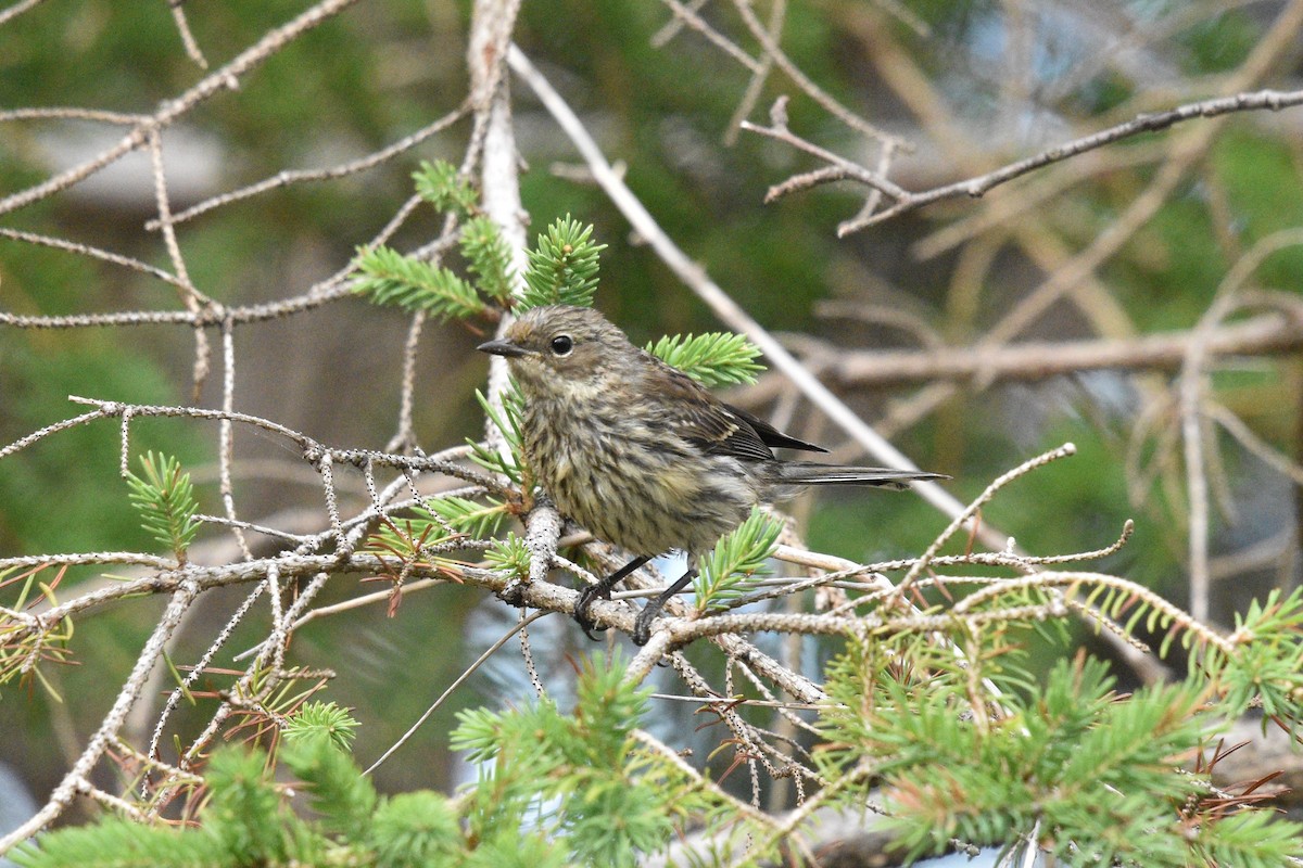 lesňáček žlutoskvrnný (ssp. coronata) - ML354879621