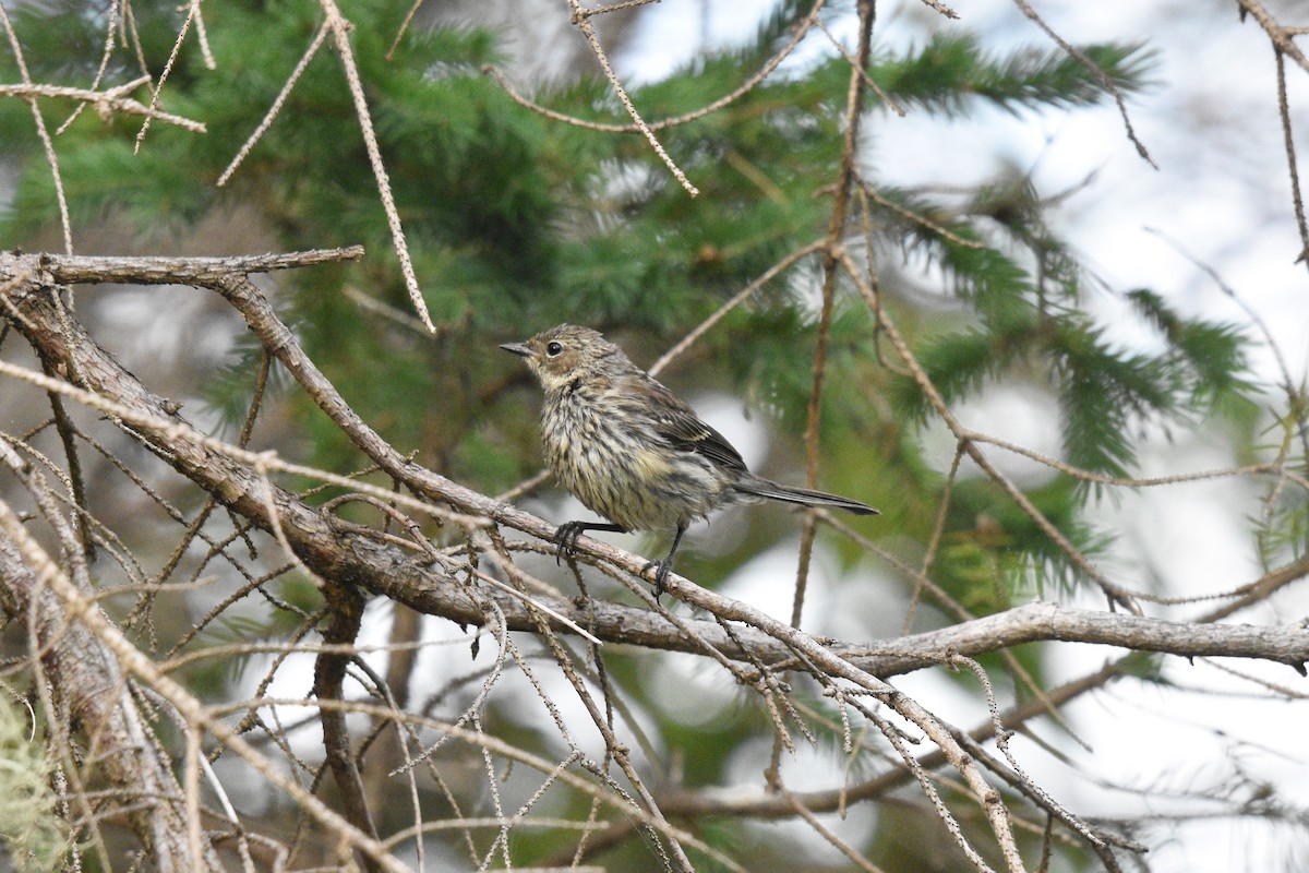 lesňáček žlutoskvrnný (ssp. coronata) - ML354879651