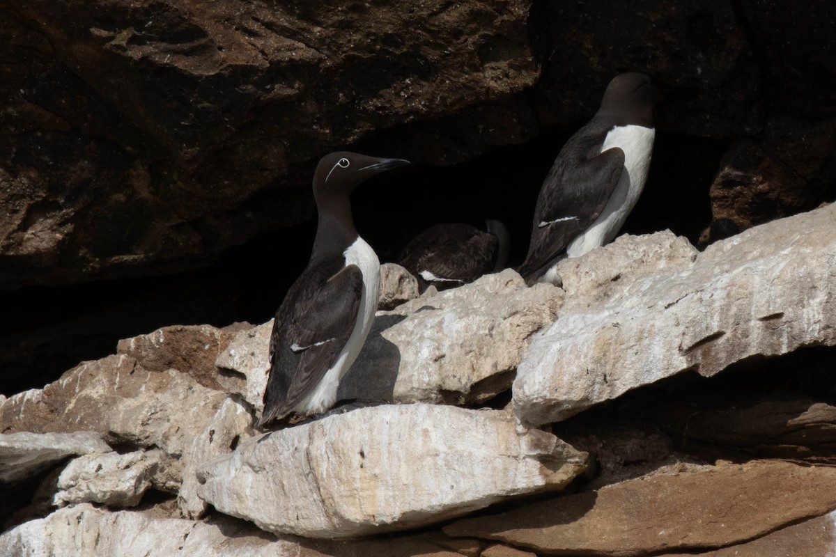 Common Murre - ML354880131