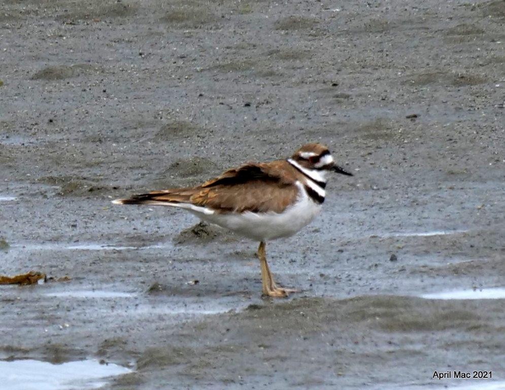 Killdeer - ML354881131