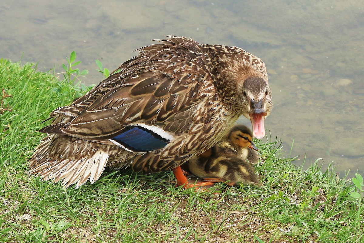 Mallard - ML354882171