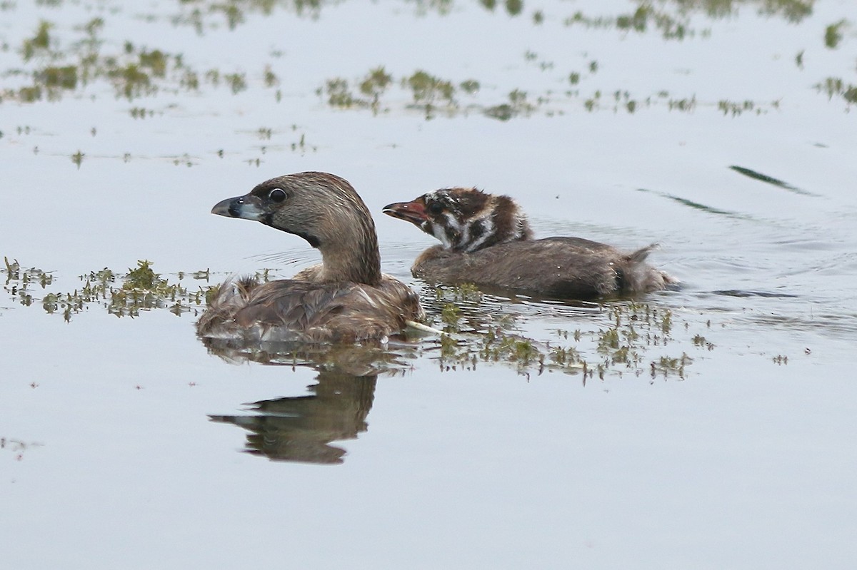 Pied-billed Grebe - ML354883211