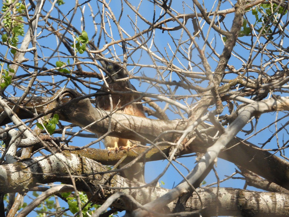 Swainson's Hawk - ML354884061