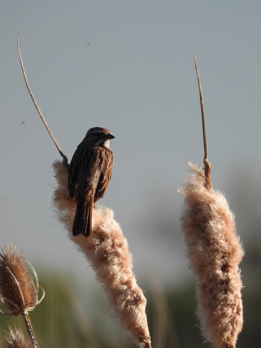 Song Sparrow - ML354884311