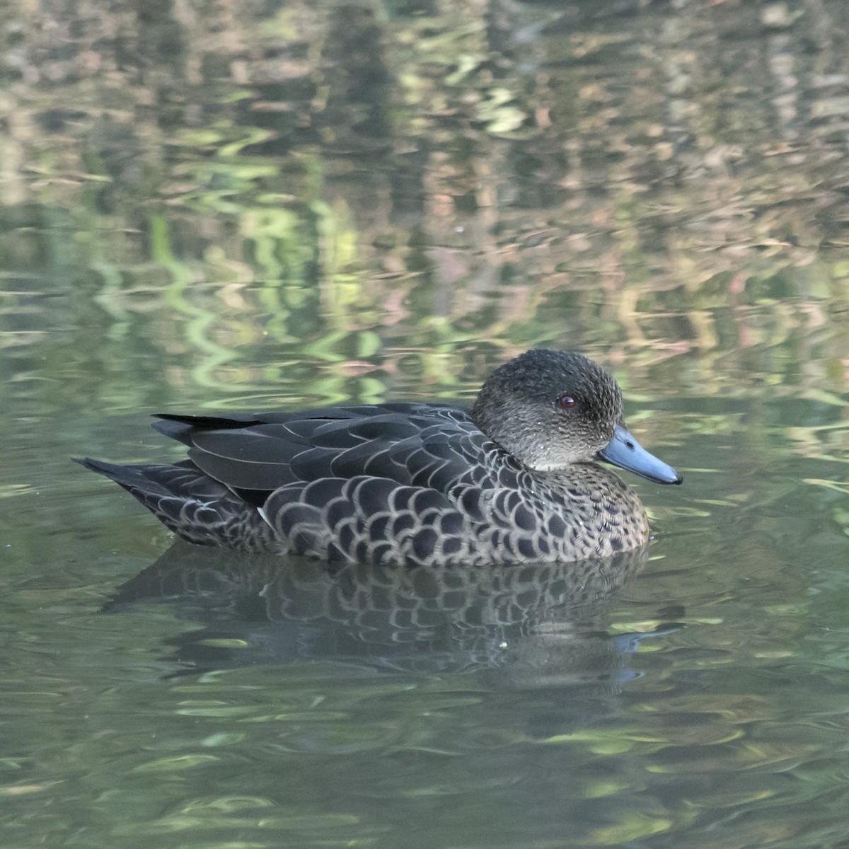 Chestnut Teal - ML354884341