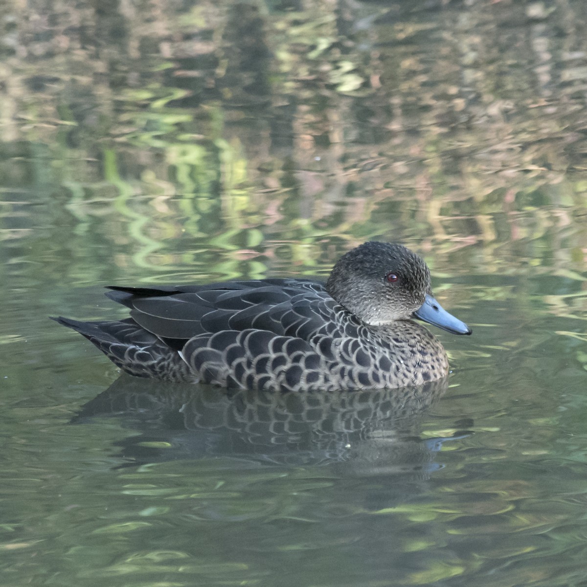 Chestnut Teal - Dan Forster