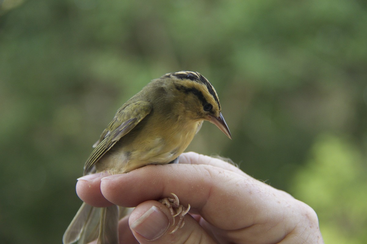 Worm-eating Warbler - Trina Anderson