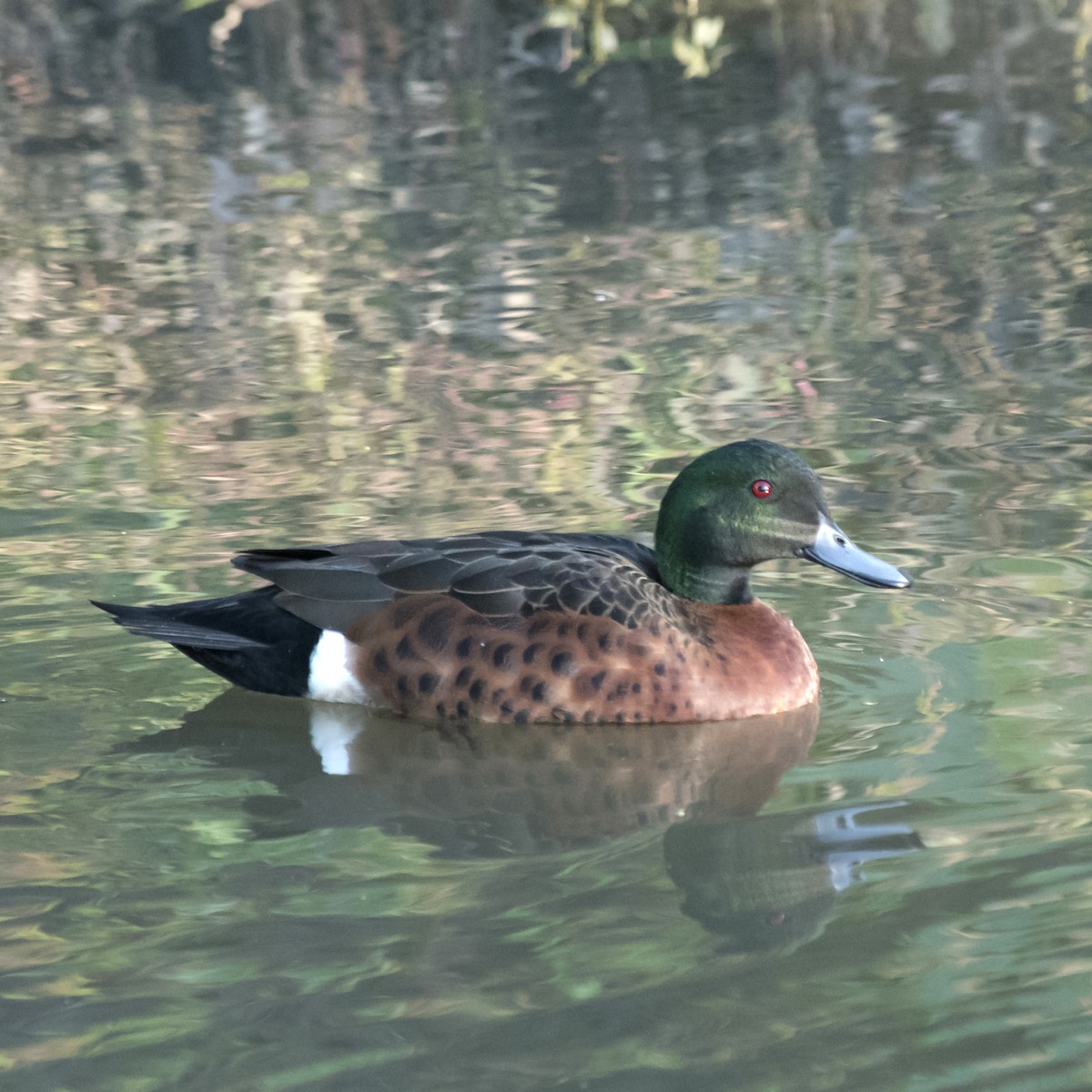 Chestnut Teal - ML354884681