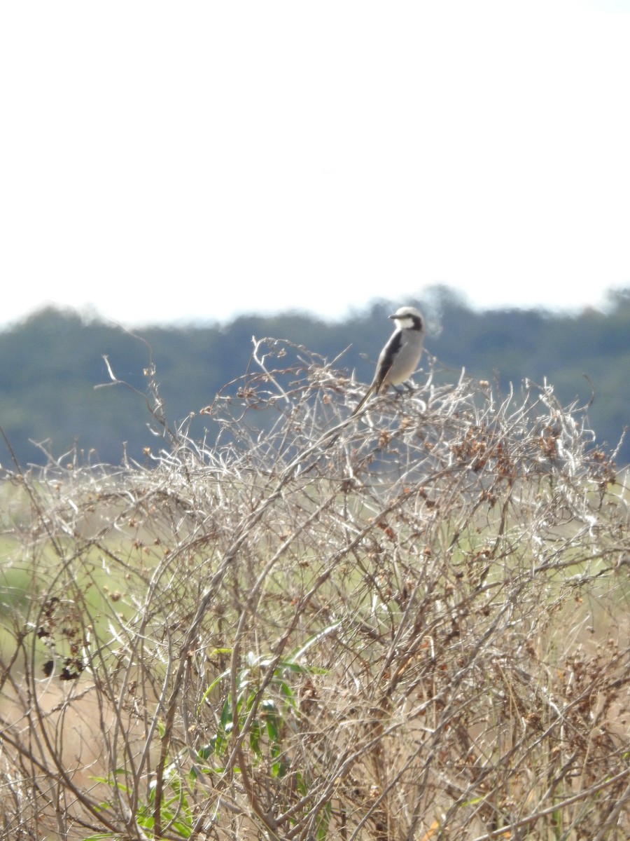 Streamer-tailed Tyrant - Edelweiss  Enggist