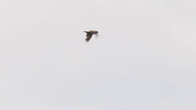 bobolink americký - ML354887261