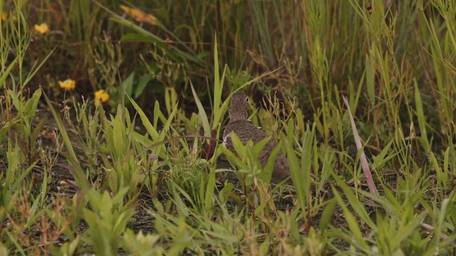 Spotted Sandpiper - ML354887371