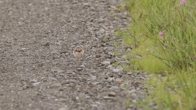 Killdeer - ML354887921