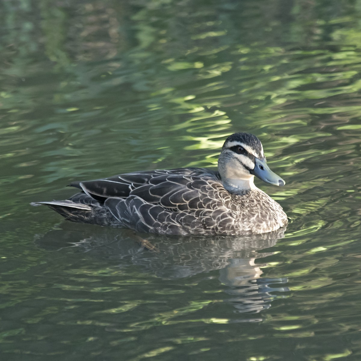 Pacific Black Duck - ML354888061