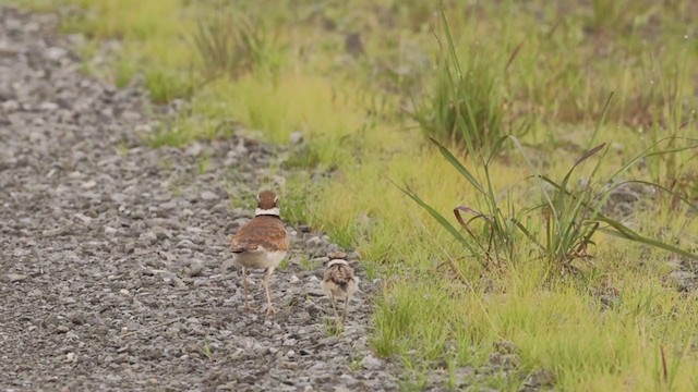 Killdeer - ML354888261