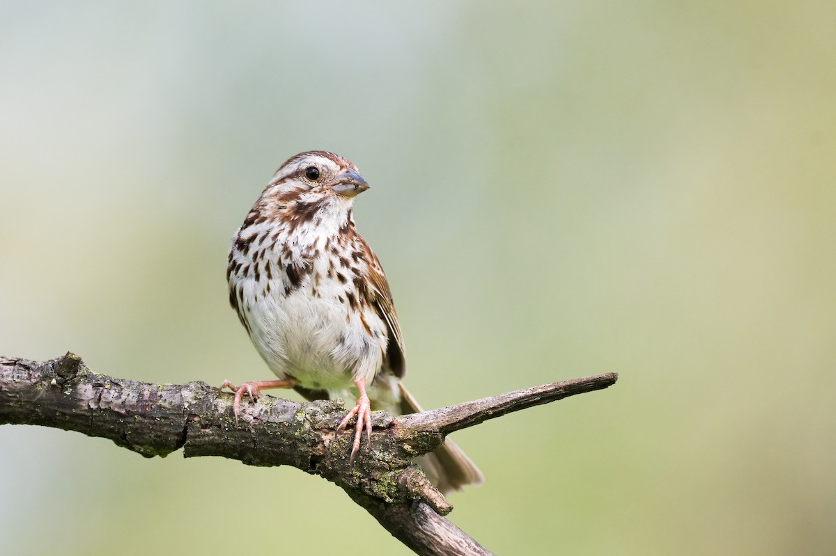 Song Sparrow - ML354891181