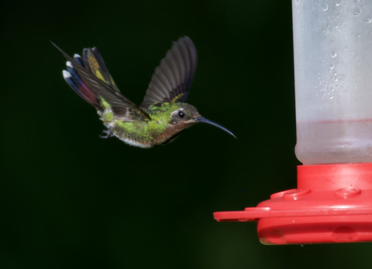 Green-breasted Mango - ML354891281