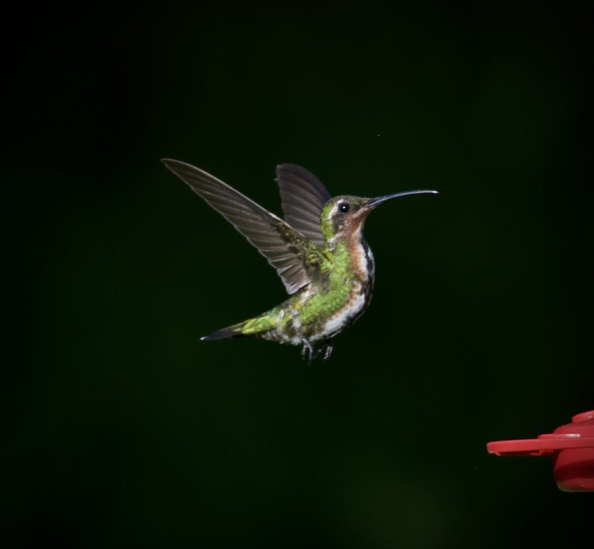 Green-breasted Mango - ML354891291