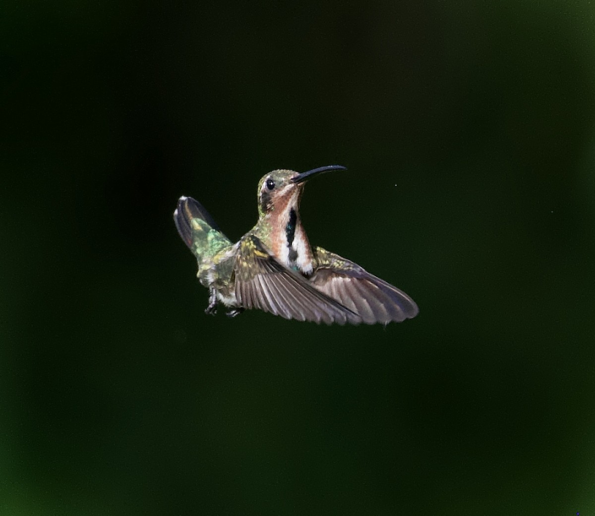 Green-breasted Mango - ML354891301