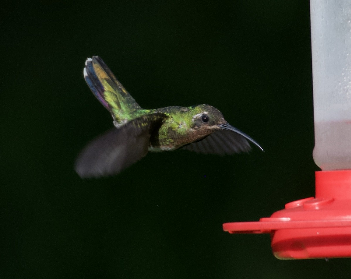 Green-breasted Mango - ML354891311